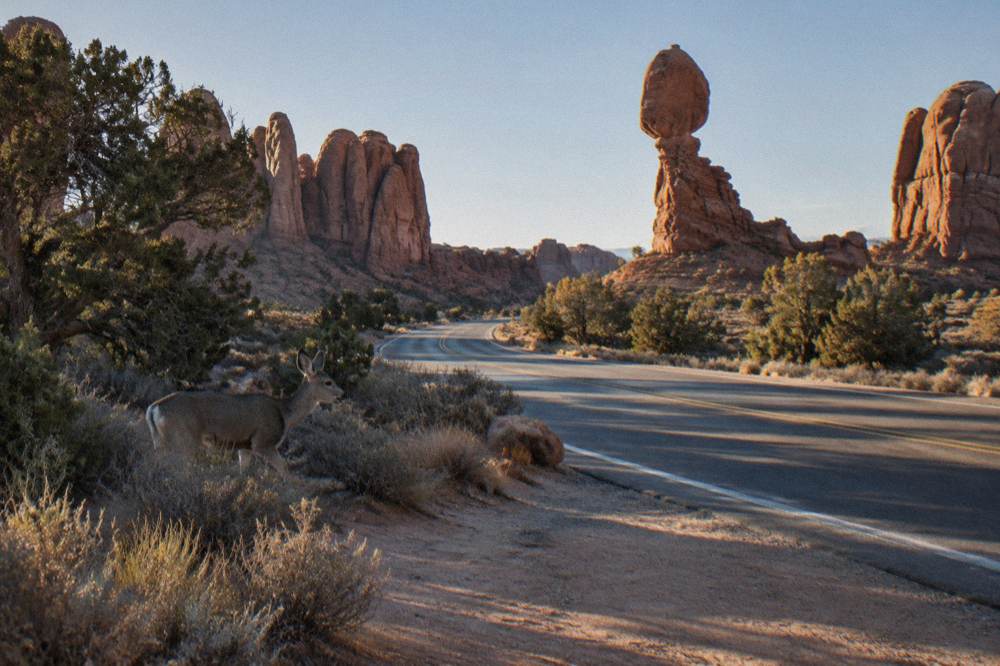 Empty scenic road winding between tall red rock formations in early morning