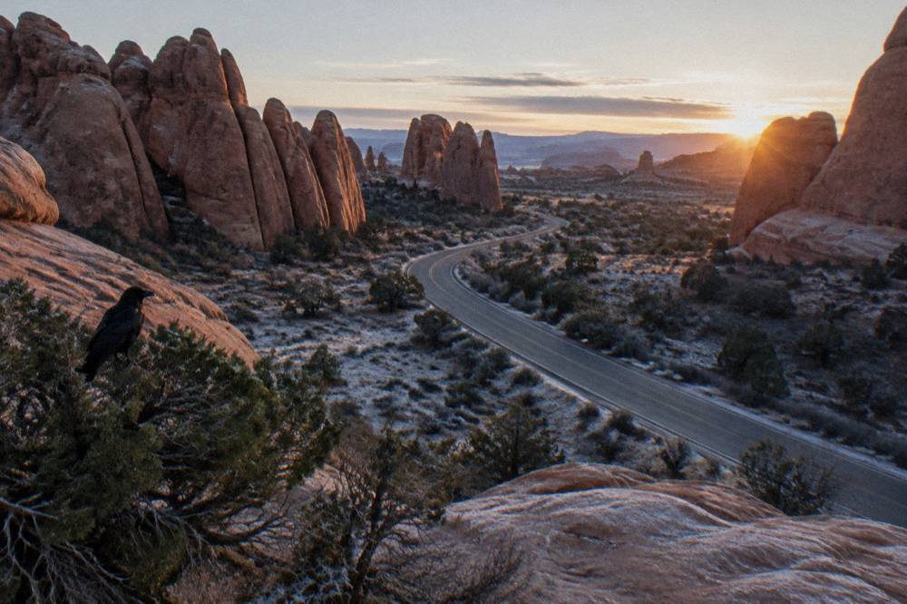 An empty park road winding between tall sandstone fins in early morning light